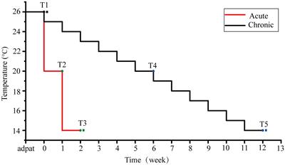 The acute and chronic low-temperature stress responses in Porites lutea from a relatively high-latitude coral reef of the South China Sea